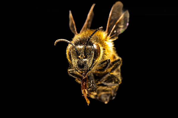 Store Macro 5L3A2752 Print