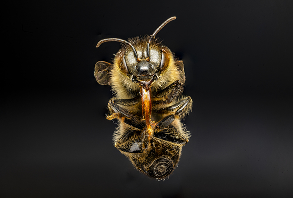 Store Macro 5L3A2811 Print