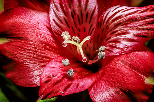 Store Macro 5L3A3569 Print