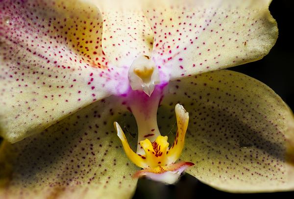 Store Macro 5L3A3617 Print