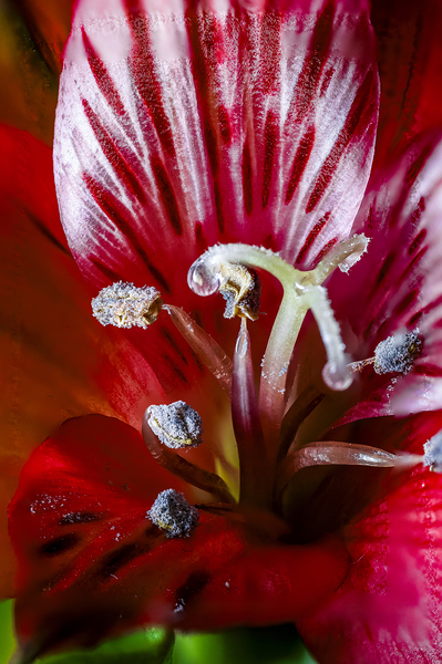 Store Macro 5L3A3662 Print