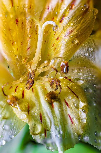 Store Macro 5L3A3699 Print