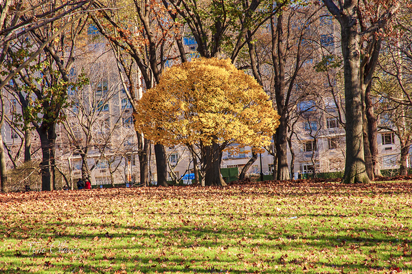 Store New York DSC 4114 Print