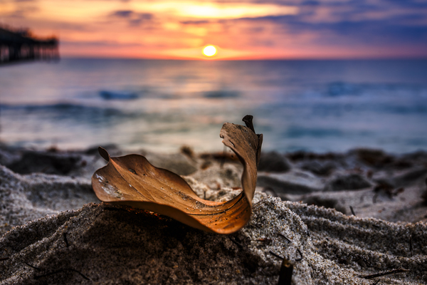 Store Dania Beach AE2A8654 Print