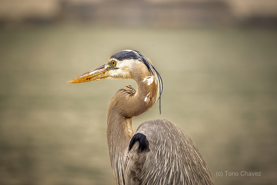 Store Key Biscayne AE2A9010  Print