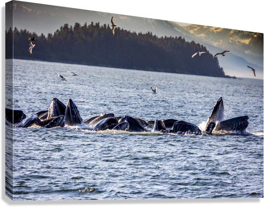 Alaska Whales Canvas Print