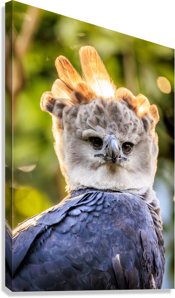 Harpy Eagle Canvas Print