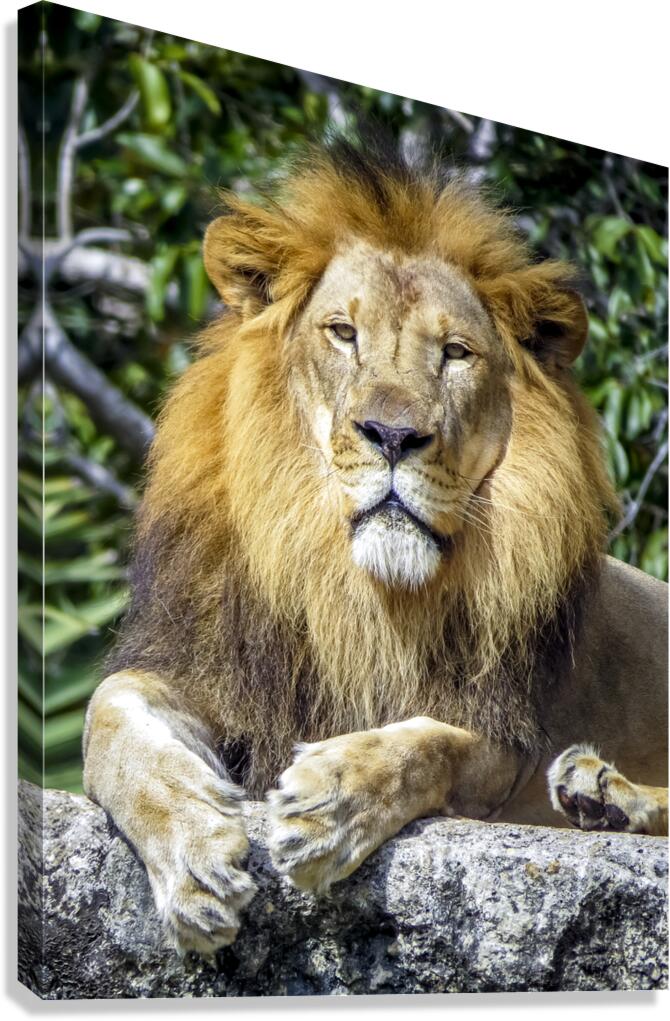 Lion Canvas Print