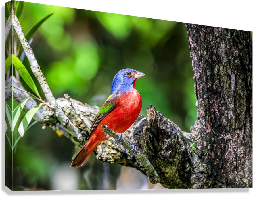 Painted bunting Canvas Print