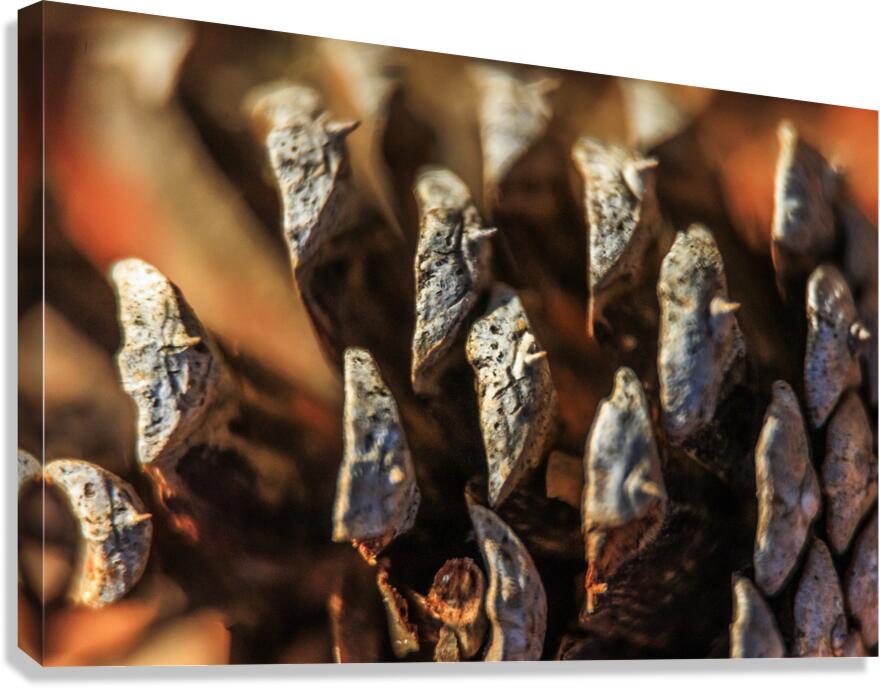 Store Georgia 5L3A0127 Canvas Print