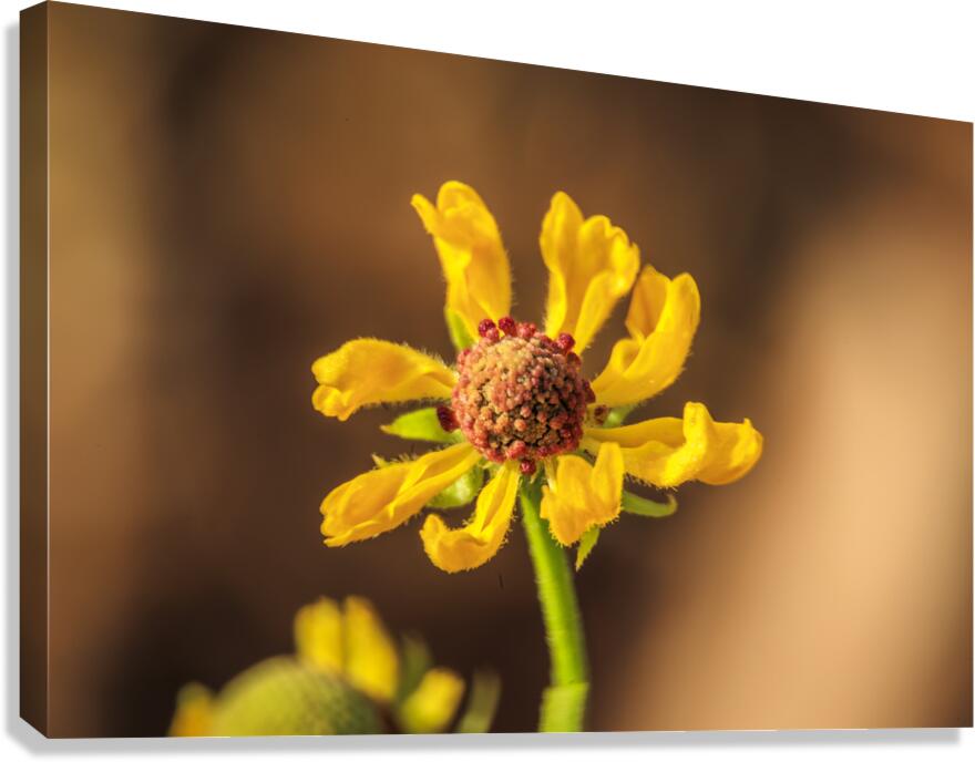 Store Georgia 5L3A0133 Canvas Print