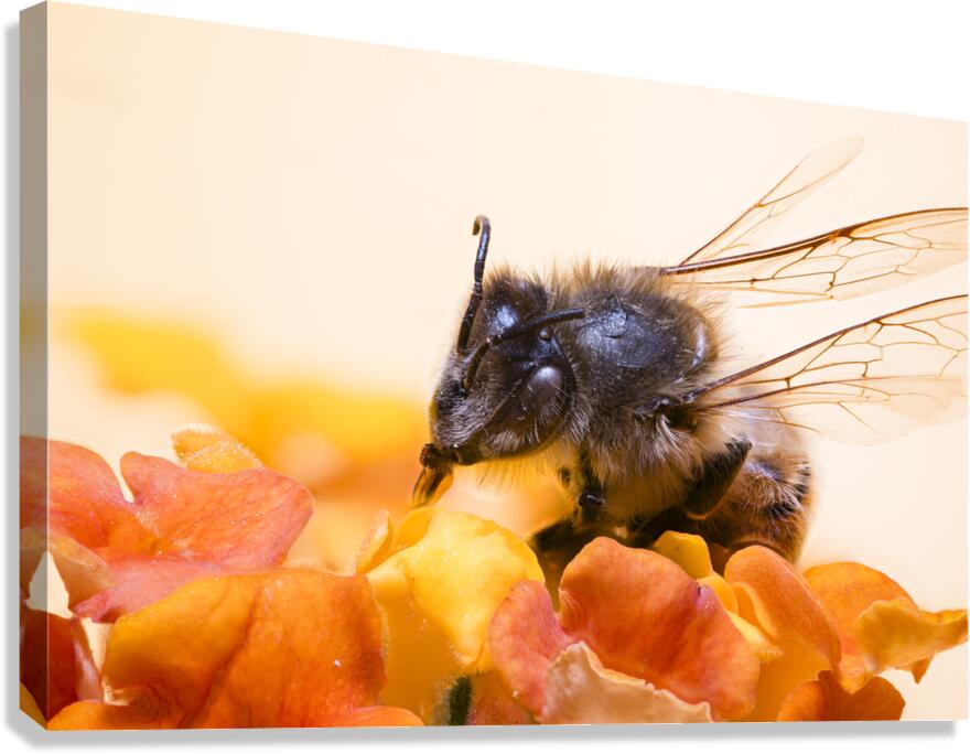 Store Macro 2024 06 16 Canvas Print