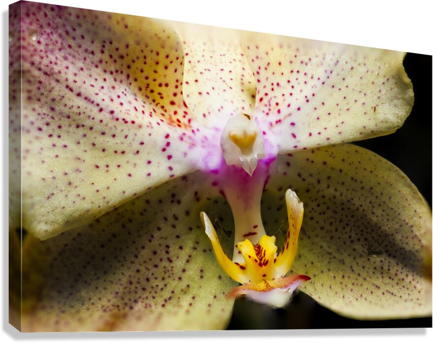 Store Macro 5L3A3617 Canvas Print