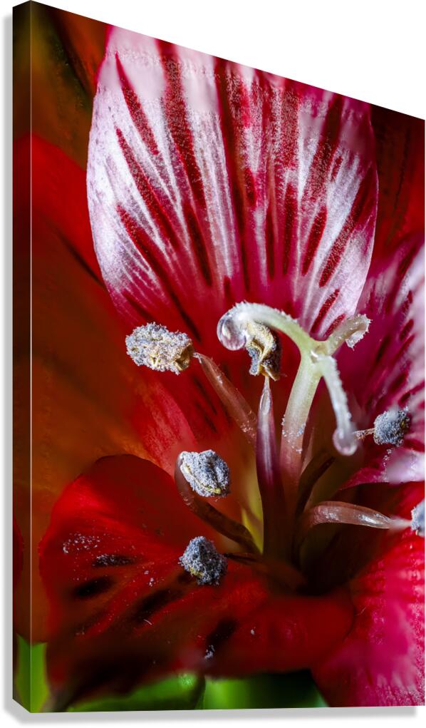 Store Macro 5L3A3662 Canvas Print