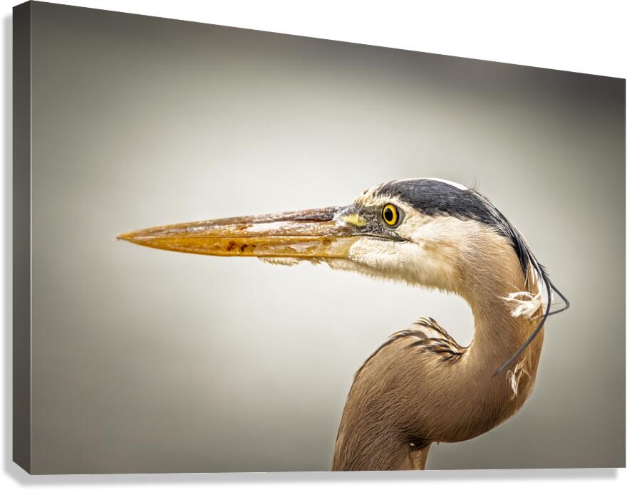 Store Key Biscayne AE2A9025 Canvas Print