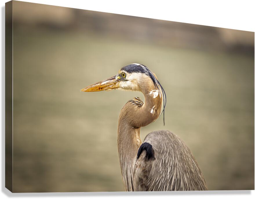 Store Key Biscayne AE2A9010 Canvas Print