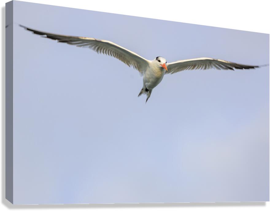 Store Dania Beach AE2A8747 Canvas Print