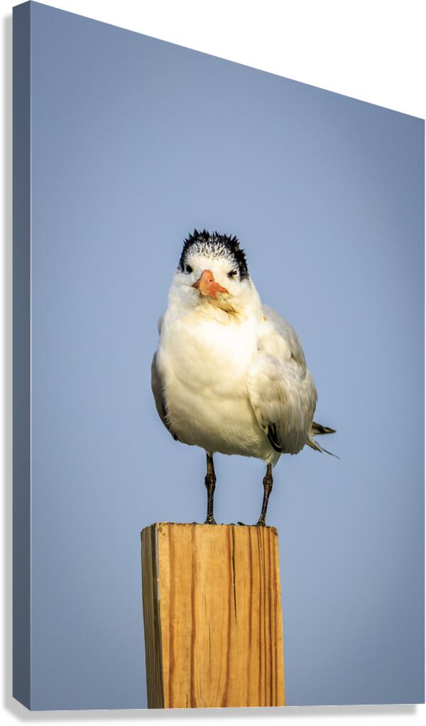 Store Dania Beach AE2A8826 Canvas Print