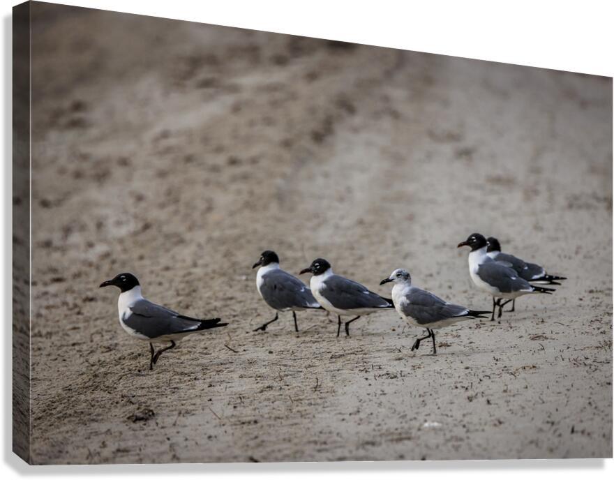 Store Dania Beach AE2A8947 Canvas Print
