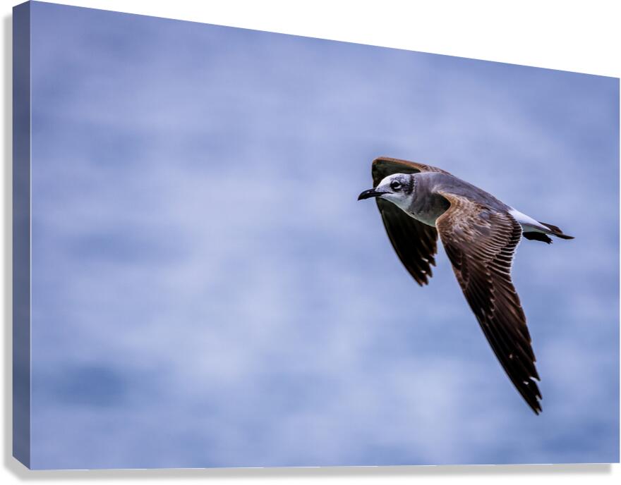 Store Dania Beach AE2A8885 Canvas Print