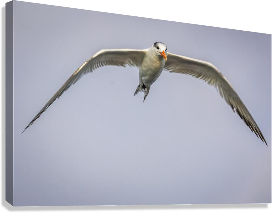 Store Dania Beach AE2A8748 Canvas Print