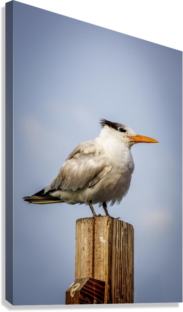 Store Dania Beach AE2A8709 Canvas Print