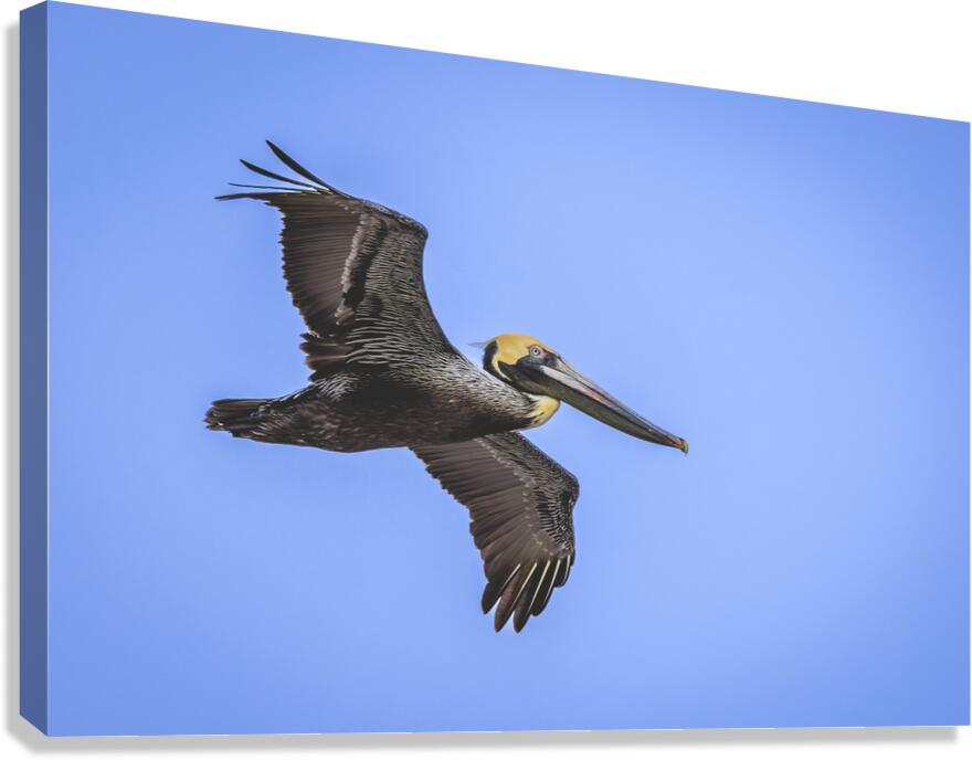 Store Dania Beach AE2A8905 Canvas Print