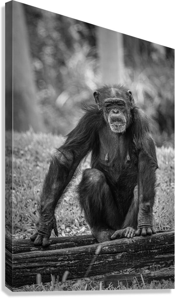 Wildlife 5 Canvas Print