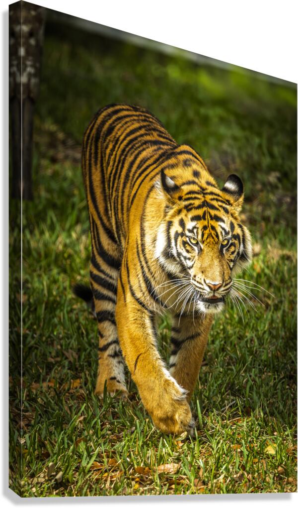 Wildlife 3 Canvas Print