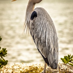 Store Key Biscayne AE2A9016