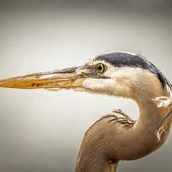 Store Key Biscayne AE2A9025