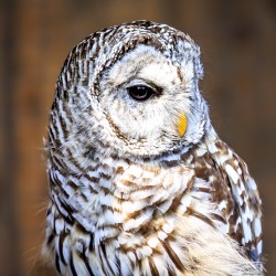 Store Vancouver 5L3A6870