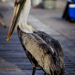 Store Dania Beach AE2A8718