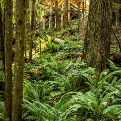 Store Vancouver 5L3A6895