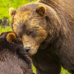 Alaska Bears