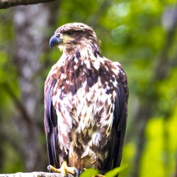 Alaska Juvenile Eagle