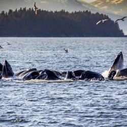 Alaska Whales