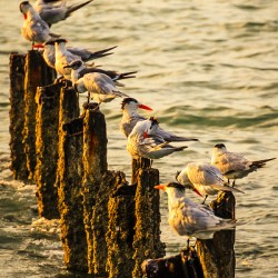 Birds at Sunrise