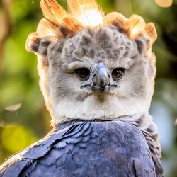 Harpy Eagle