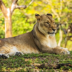 Lioness