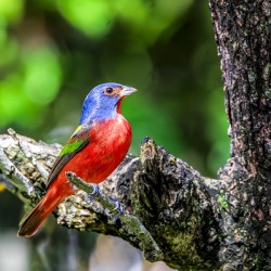 Painted bunting