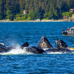 Store Alaska5L3A7546