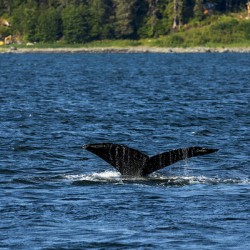 Store Alaska5L3A7652