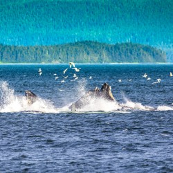 Store Alaska5L3A7688