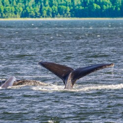 Store Alaska5L3A7728