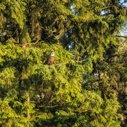 Store Alaska5L3A7987