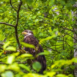 Store Alaska5L3A8248