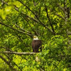 Store Alaska5L3A8325