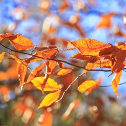 Store Georgia 5L3A0068