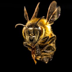 Store Macro 5L3A2752